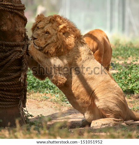 male lion scratching claws against tree trunk