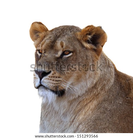 Lioness on white background