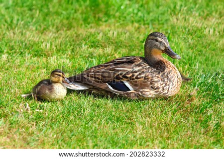Mother duck and her duckling in green grass