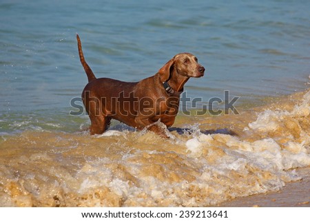 dog running out of water