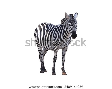 Foto Bild Zebrablick Blick Tier