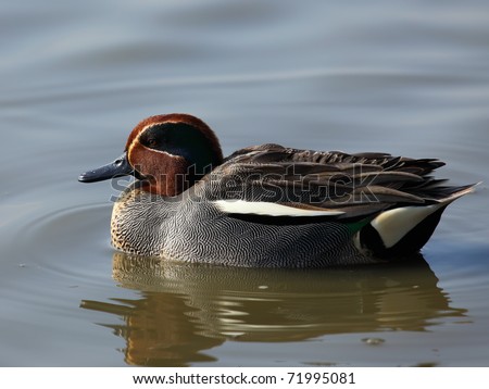duck (eurasian teal ) on the lake
