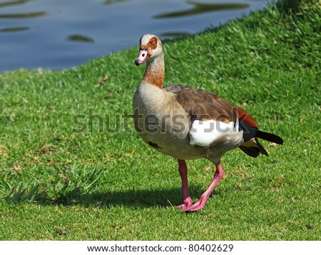 Egyptian Goose on the green grass