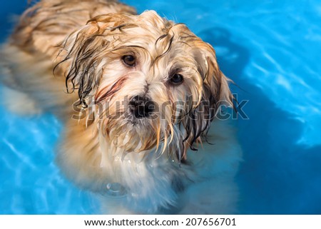 Cute golden sable havanese puppy dog is bathing in a shining blue water pool