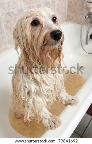 A wet cream havanese dog is bathing in a tube and looking up