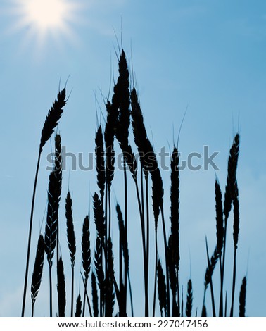 Black wheat silhouette with blue sky and sun on background