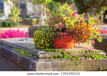 Similar – Image, Stock Photo sepulchers Nature Autumn