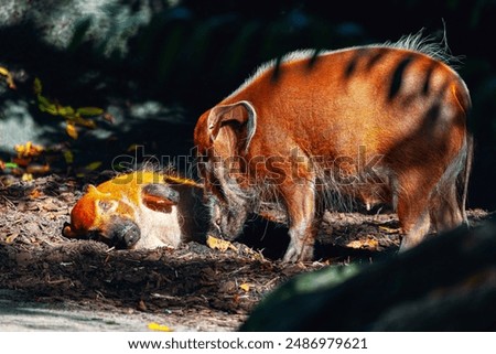 Similar – Foto Bild Zwei Molche auf einer Hand