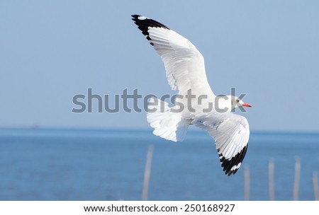Seagull bird flying in the blue sky, Freedom concept