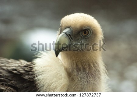 Griffon Vulture listening to the sounds