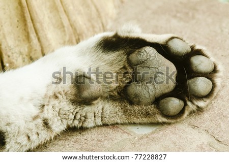 Paw of a tiger