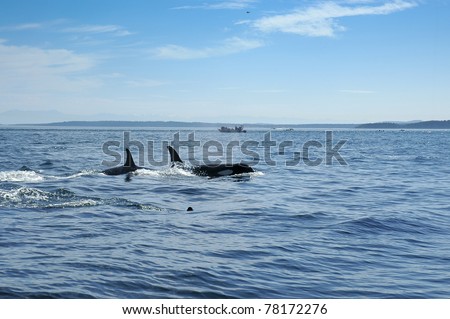 Two whales and a baby swimming in the Pacific Ocean
