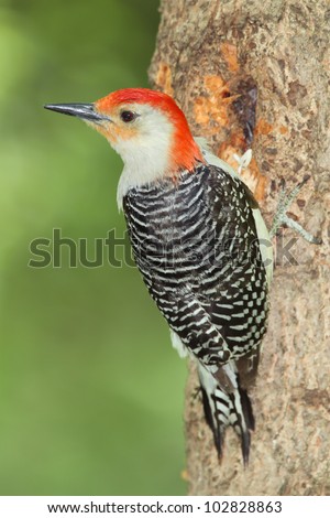 Male Red-bellied Woodpecker (Melanerpes carolinus) Clinging to a Maple Tree - Ontario, Canada