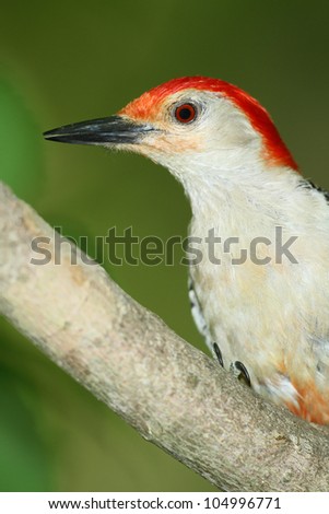 Closeup of Male Red-bellied Woodpecker (Melanerpes carolinus) - Ontario, Canada