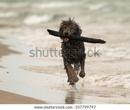 Wet Shaggy Dog Running with Stick on Beach - Lake Huron, Ontario