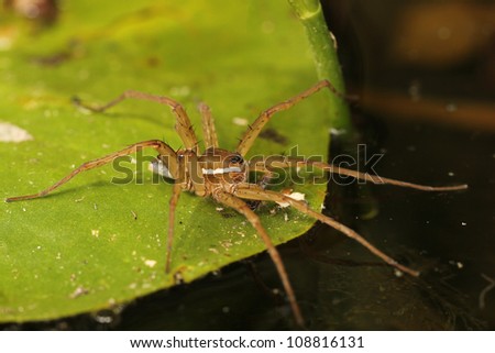 Six-spotted Fishing Spider (Dolomodes triton) on a Lily Pad - Ontario, Canada
