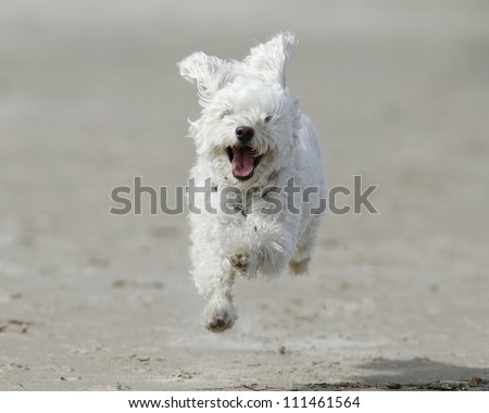 Small White Cockapoo is Airborne as it Runs For Joy on a Sandy Beach - Lake Huron, Ontario