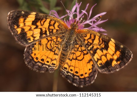Pearly Crescentspot (Phyciodes tharos) Butterfly Obtaining Nectar From a Rough Blazing Star (Liatris aspera) - Pinery Provincial Park, Ontario, Canada