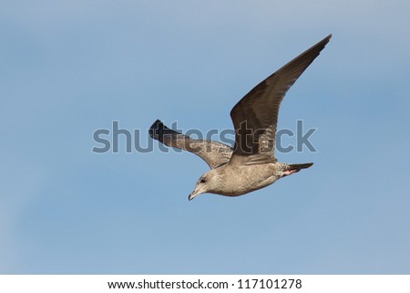 Similar – Foto Bild Fliegende Silbermöwe Möwe