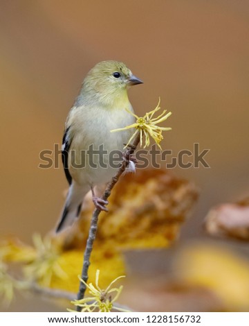 Similar – Image, Stock Photo Goldfinch in winter