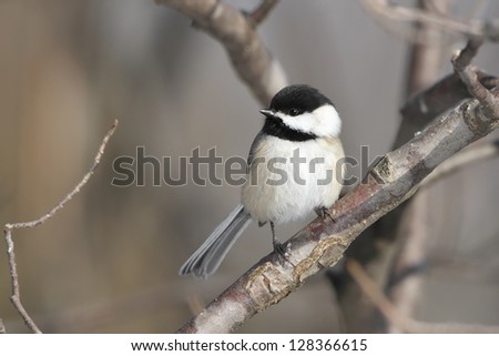 Black-capped chickadee - Grand Bend, Ontario