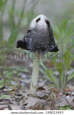Inky Cap Fungus (Coprinopsis atramentaria)- Grand Bend, Ontario
