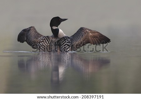 Common Loon (Gavia immer) Rising out of Water on a Misty Lake - Ontario, Canada