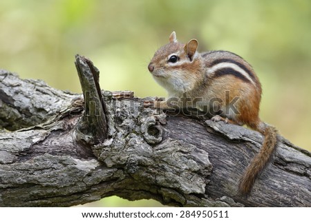 Eastern Chipmunk (Tamias striatus) sitting on a fallen log in a forest - Grand Bend, Ontario