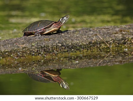 Similar – Image, Stock Photo the early shell catches the crustacean