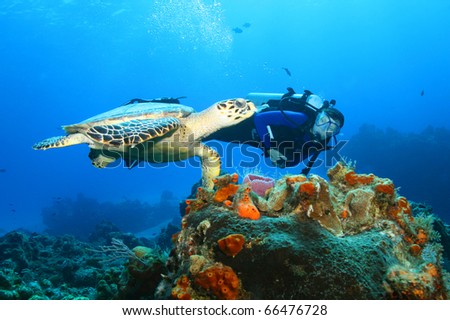 Hawksbill Turtle (Eretmochelys imbriocota) and diver in Cozumel Mexico