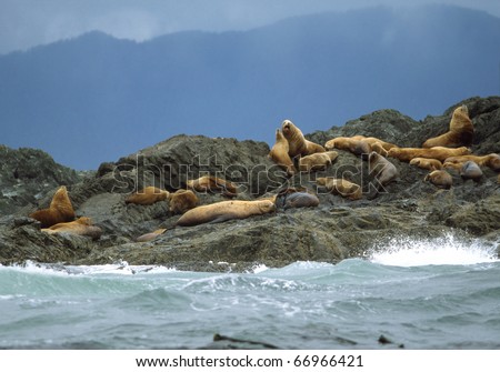 California Sea Lions (Zalophus californianus)  - Clayoquot Sound, Vancouver Island, Canada