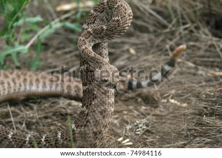 Western Diamondback Rattlesnake (Crotalus atrox) preparing to strike - Sedona, Arizona