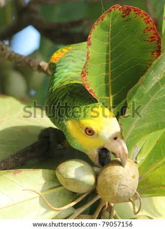Yellow shouldered Parrot (Amazona barbadensis) Feeding on Almonds - Bonaire, Netherlands Antilles