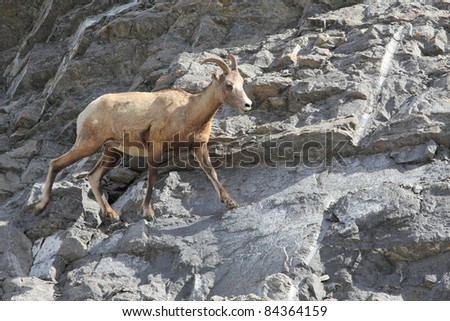 Rocky Mountain Bighorn Sheep  (Ovis canadensis canadensis) on a Rock Precipice - Jasper National Park, Alberta