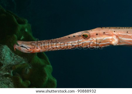 Closeup of Trumpetfish (Aulostomus maculatus) - Bonaire, Netherlands Antilles t