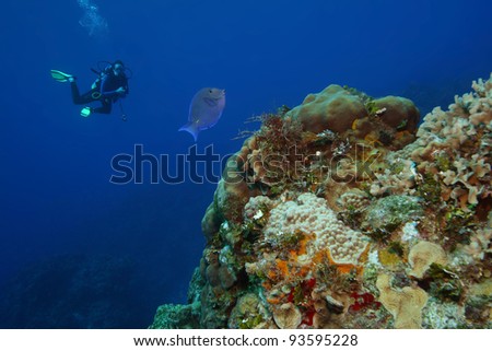 Scuba Diver and Blue Tang - Cozumel, Mexico