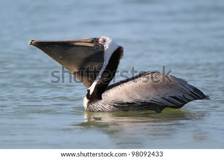 Brown Pelican - Fort Myers Beach, Florida Adult Brown Pelican (Pelecanus occidentalis) in Breeding Plumage with Pouch Extended Swimming off Fort Myers Beach, Florida