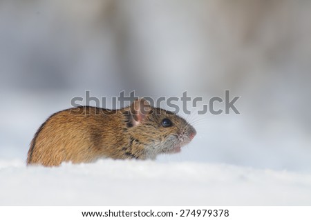 Side view of winter mouse in snow. Moscow park, Russia