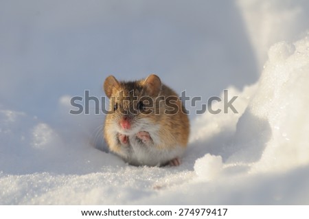 Frontal view of winter mouse in snow