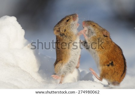 Winter fight of two Striped Field Mice (Apodemus agrarius) in the snow.