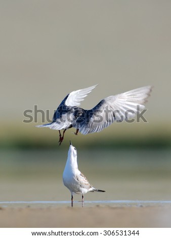 Flying Little Tern (Sternula albifrons or Sterna albifrons) tries to feed a chick, But young bird did not open beak and will no get a fish. Manych lake. Kalmykia, Russia
