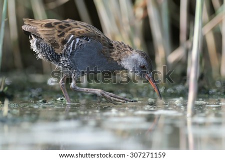 Moulting Water Rail (Rallus aquaticus) in the reeds of Manych lake. Kalmykia, Russia
