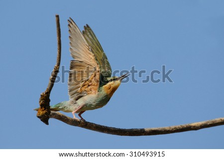 Flapping wings juvenile blue-cheeked bee-eater (Merops persicus). Kalmykia, Russia