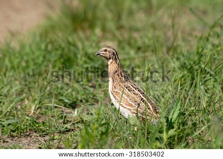 Similar – Image, Stock Photo Quail in the grass