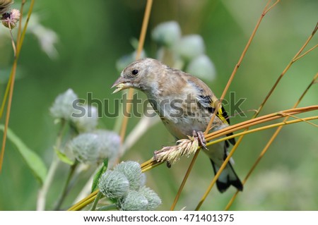 perching juvenile goldfinch carduelis carduelis eats grass seeds