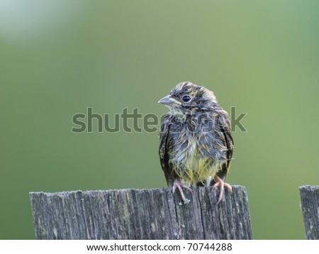 Juvenile bunting on the village fence/After the summer rain in Russian village
