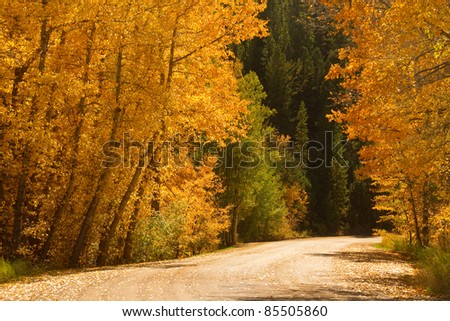 Back country road with colorful autumn aspen trees.