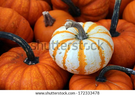 distinct white mini pumpkin in many other pumpkin