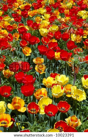 Crown imperial flower mixed with tulips