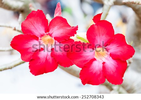 Beautiful Red color of Desert Rose flowers in garden